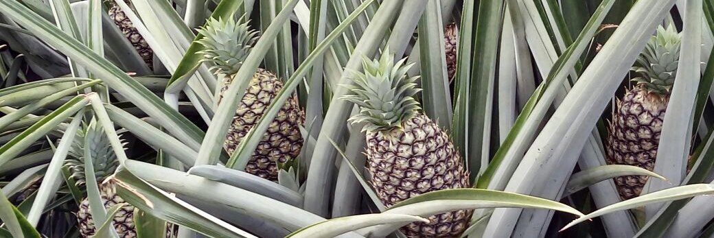 Keith Agoada📍Spain banner