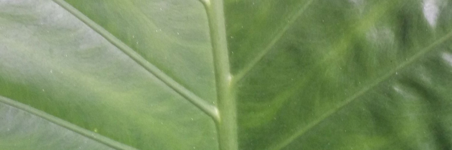 shellysn's profile banner image