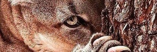 Coach_Teeter Profile Banner