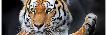 vignesh_waran08's profile banner image