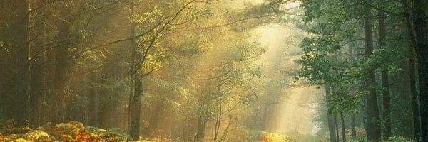 drvivekarya Profile Banner