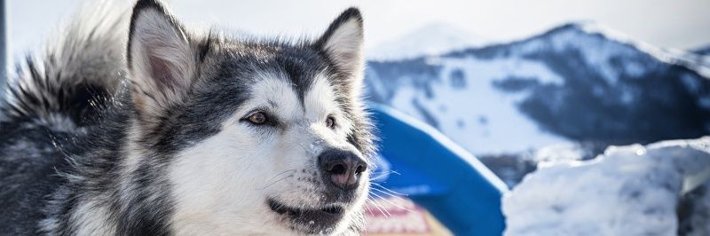 Bryner banner