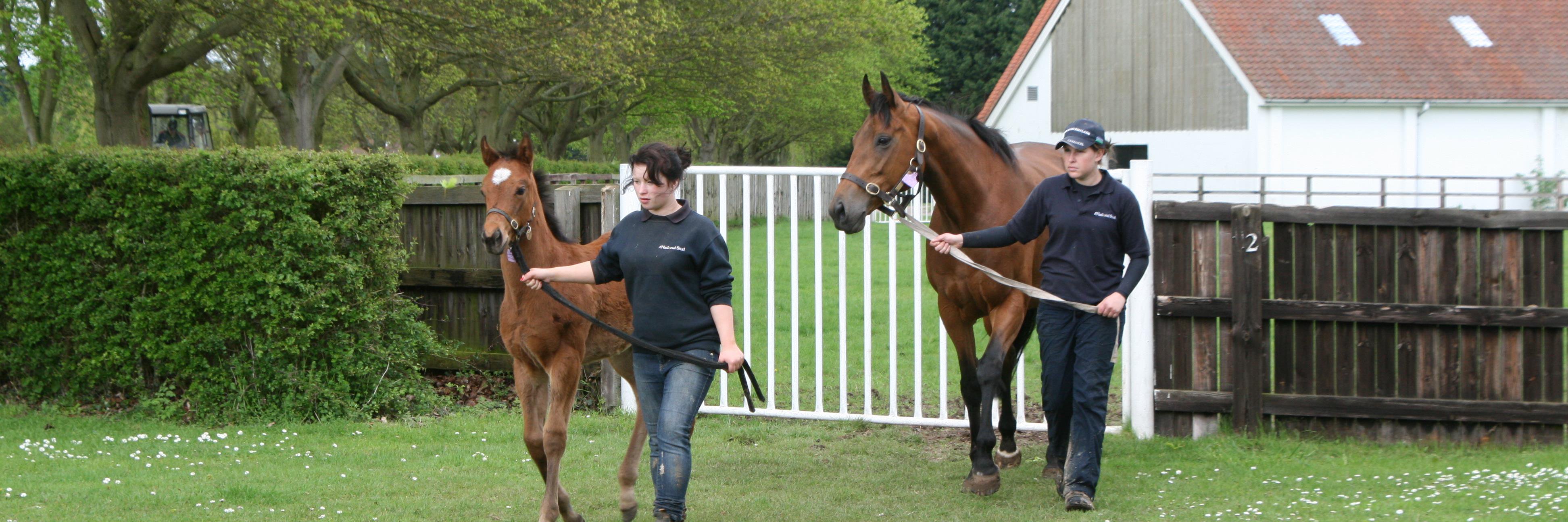 NationalStudTraining banner