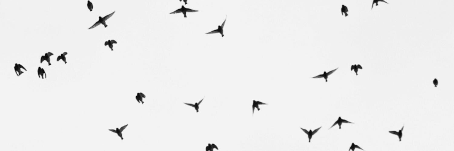 Strong Urge To Fly banner