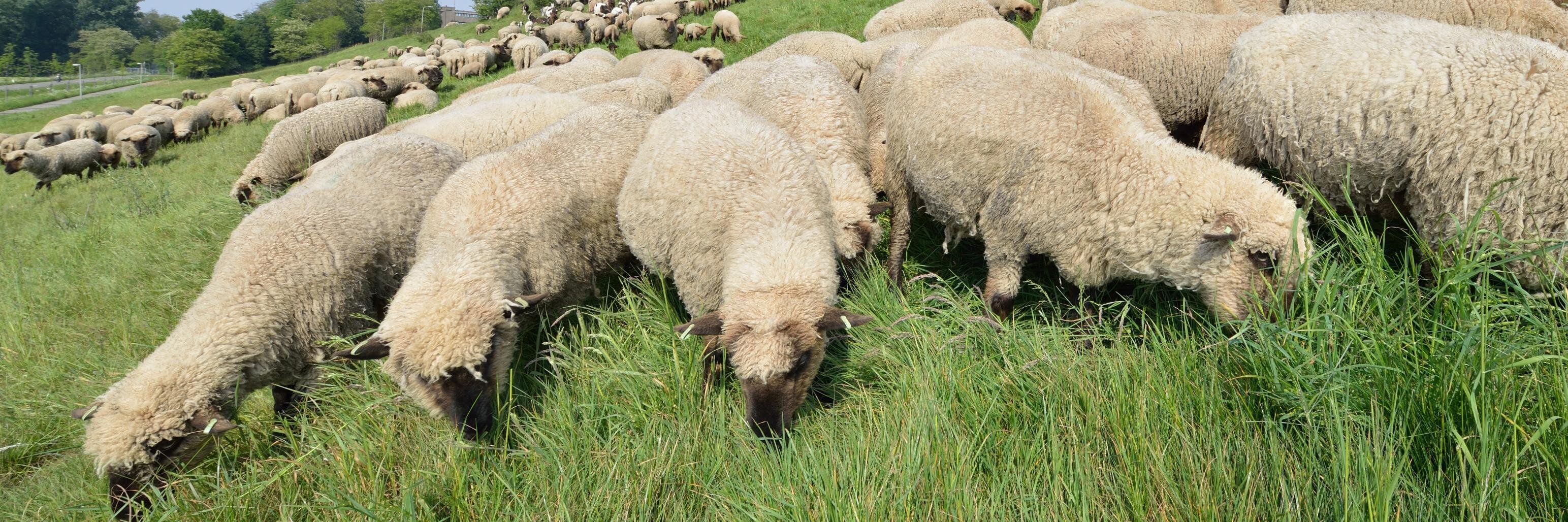 Schapennatuur's profile banner image