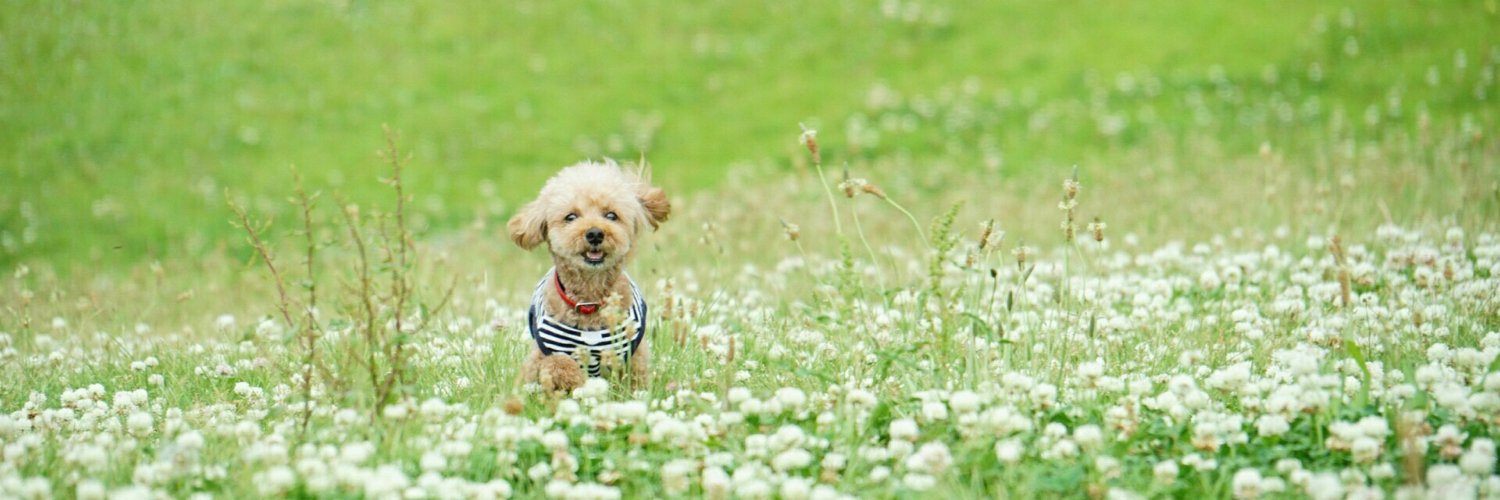 chacha9121's profile banner image