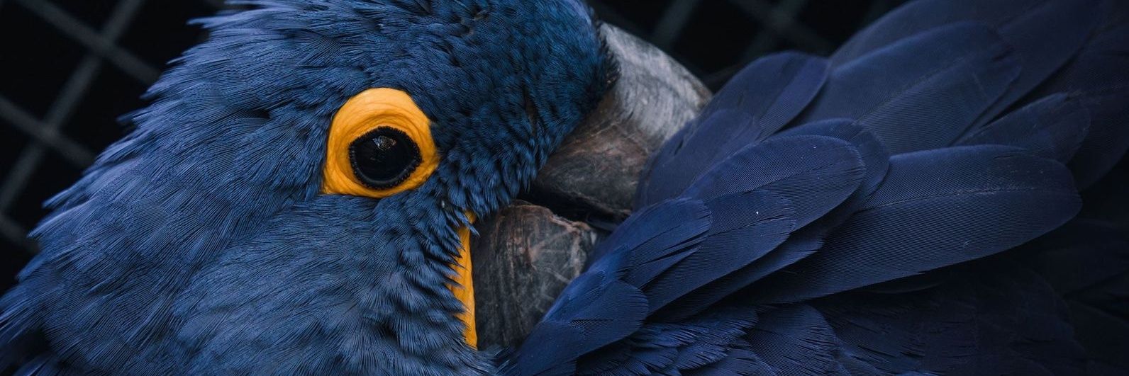 escapefrl's profile banner image