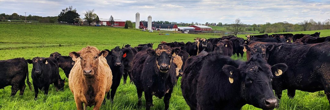 acorn farmvets 🐄🐑🐐🐝 banner