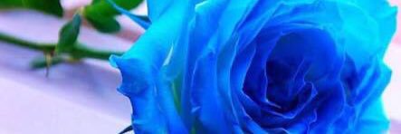Anggunadestyn's profile banner image