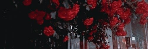 catearsboca's profile banner image