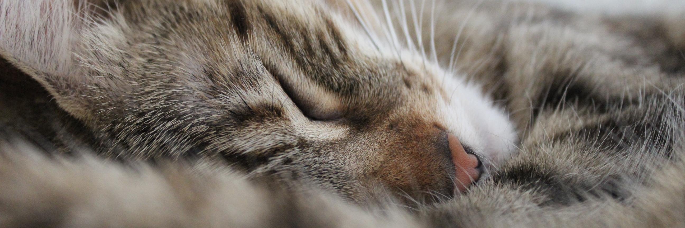 KleinesRotes_'s profile banner image