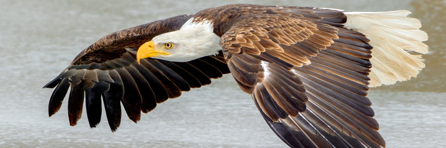 Peter K Burian banner