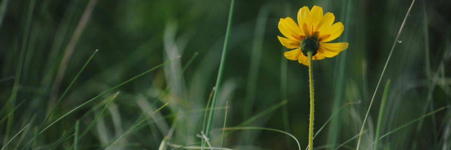 Aurora Sierra banner