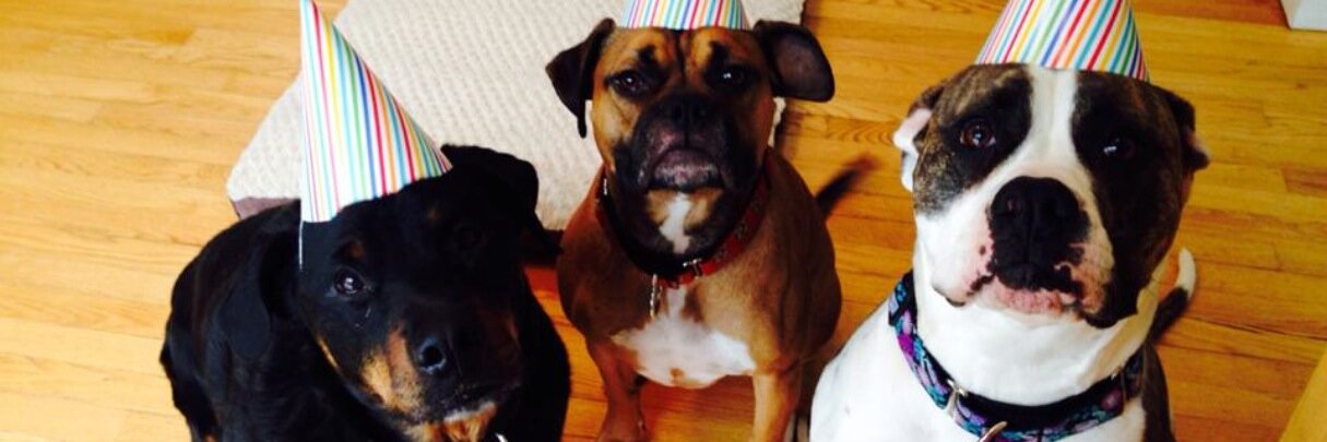 PawsitivePlayME's profile banner image