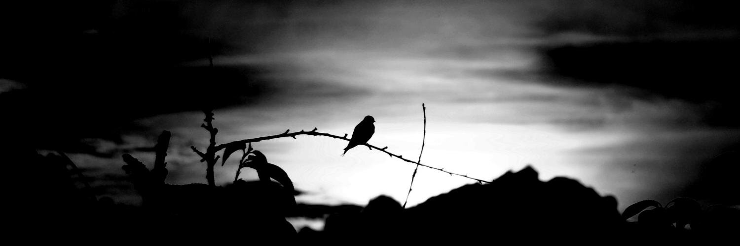PolPalli's profile banner image