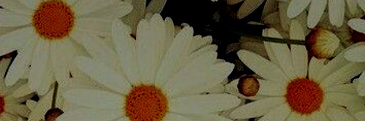 sam_peluche's profile banner image