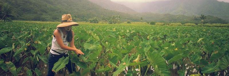 Kool Breeze Solar banner