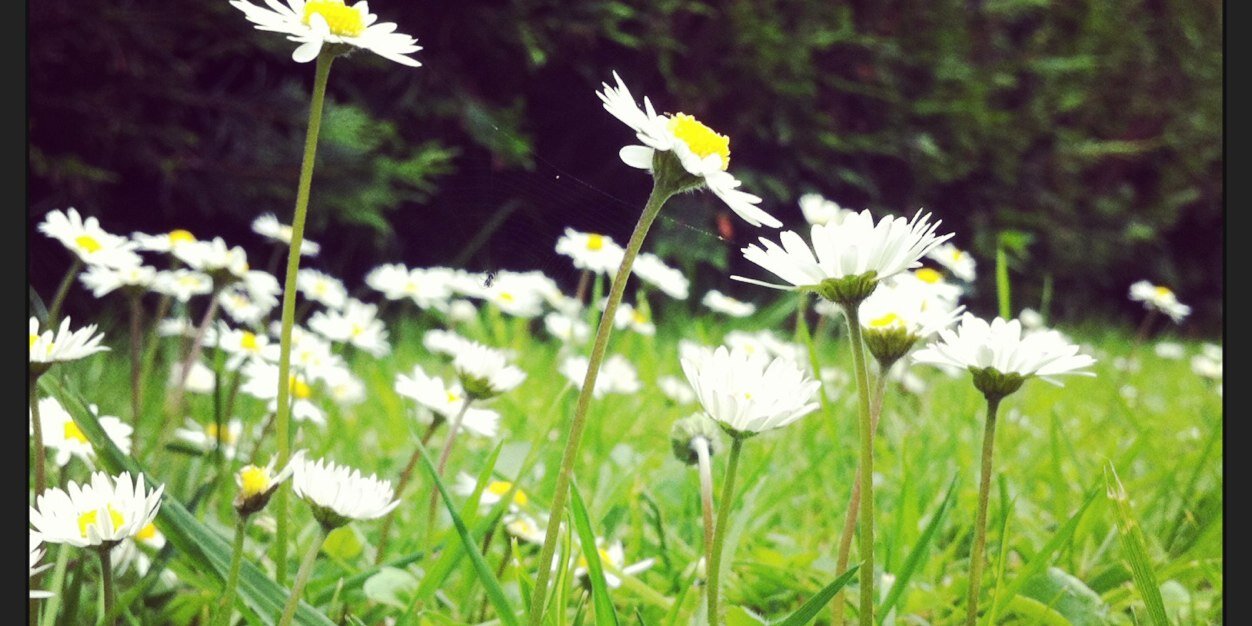 VeggieNI's profile banner image