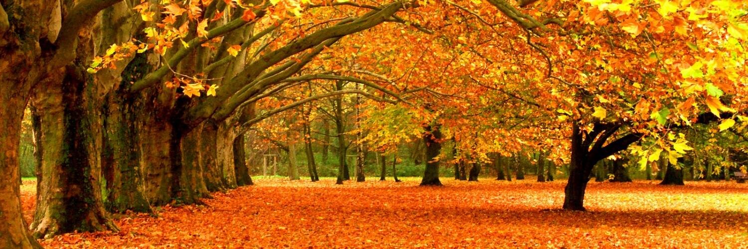 Damien de Vienne 🦋 damdevienne.bsky.social banner