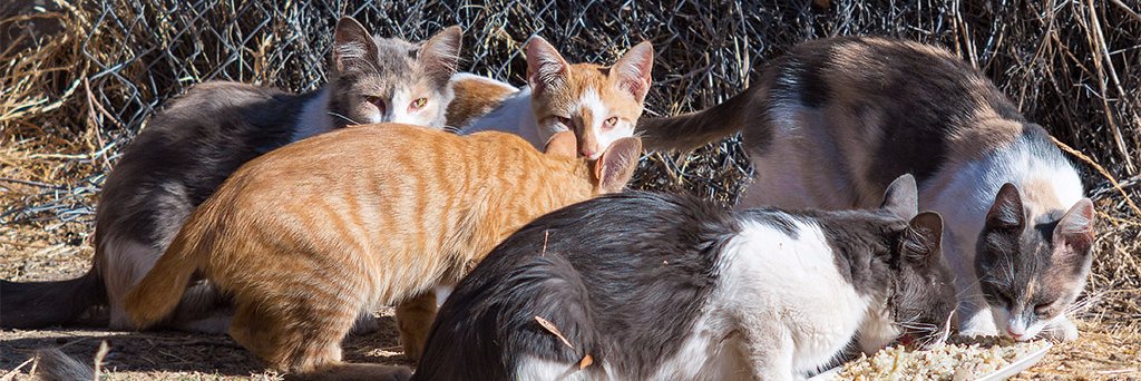 Fundación Felinnos - TNR Chile®️ banner