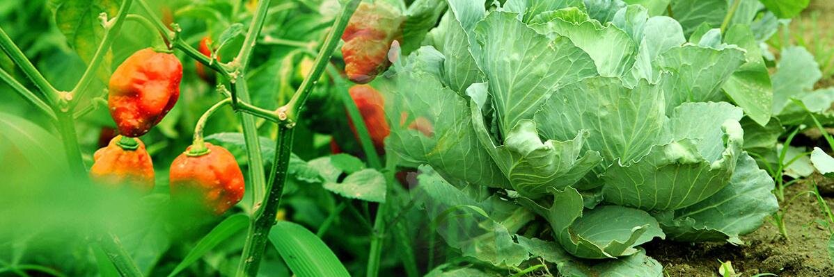 agricNg's profile banner image