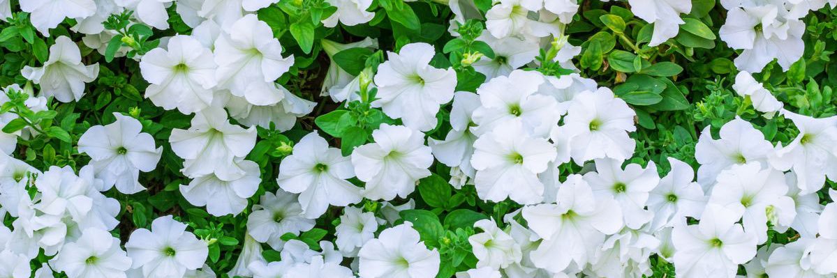 samijjnelson's profile banner image