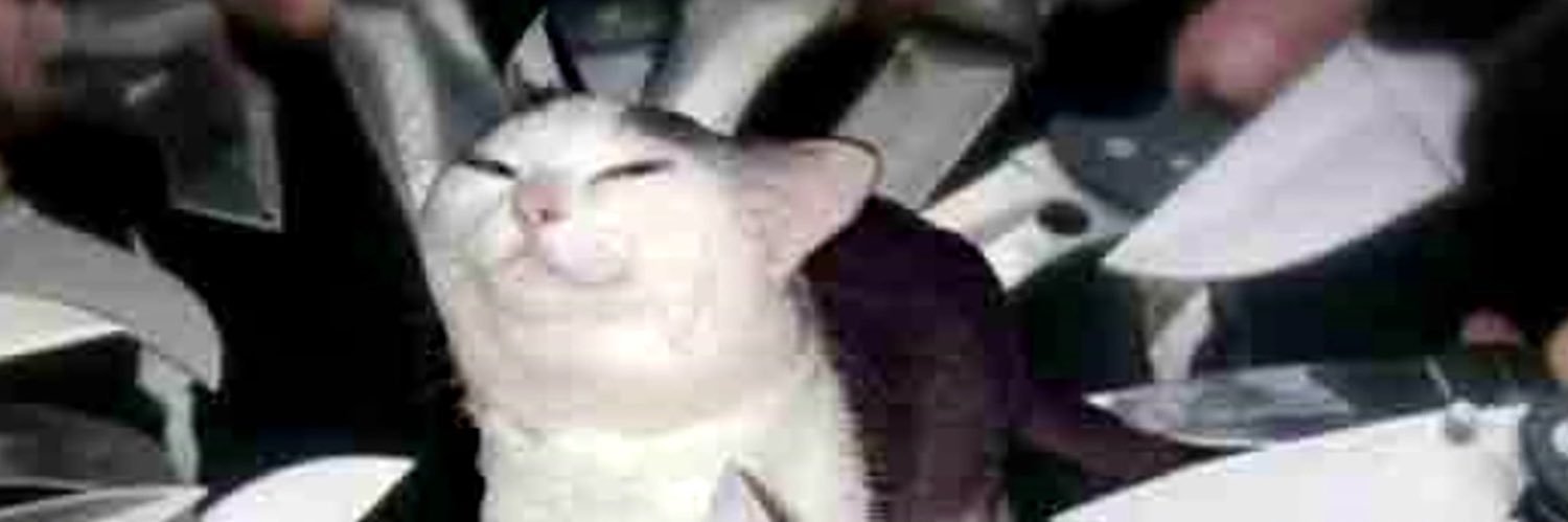 pamemol00's profile banner image