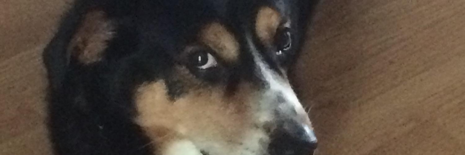 Hdog893's profile banner image
