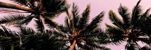 mayarobertss's profile banner image
