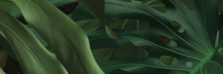 raufalima's profile banner image
