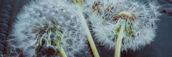 _mikared_ Profile Banner