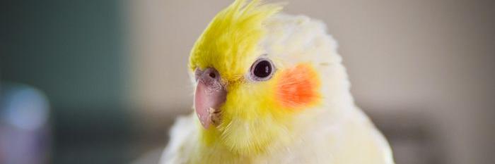 Cockatiel5's profile banner image