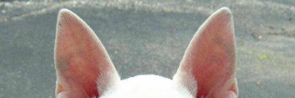 wish_wu's profile banner image