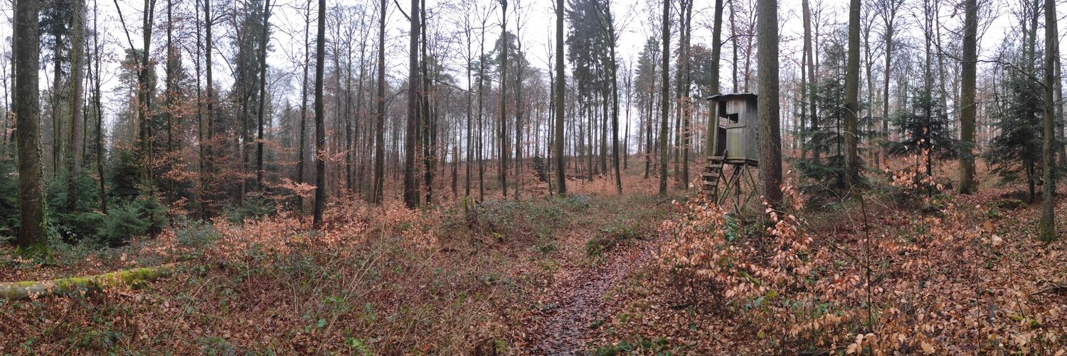 Monstro Elonald banner