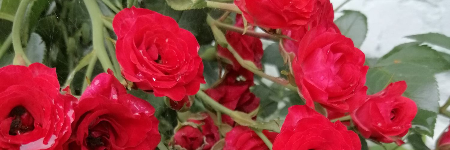 IIgnatkina's profile banner image