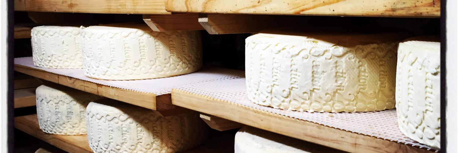 Section28 Cheese banner