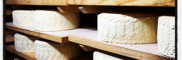 s28Cheeses Profile Banner