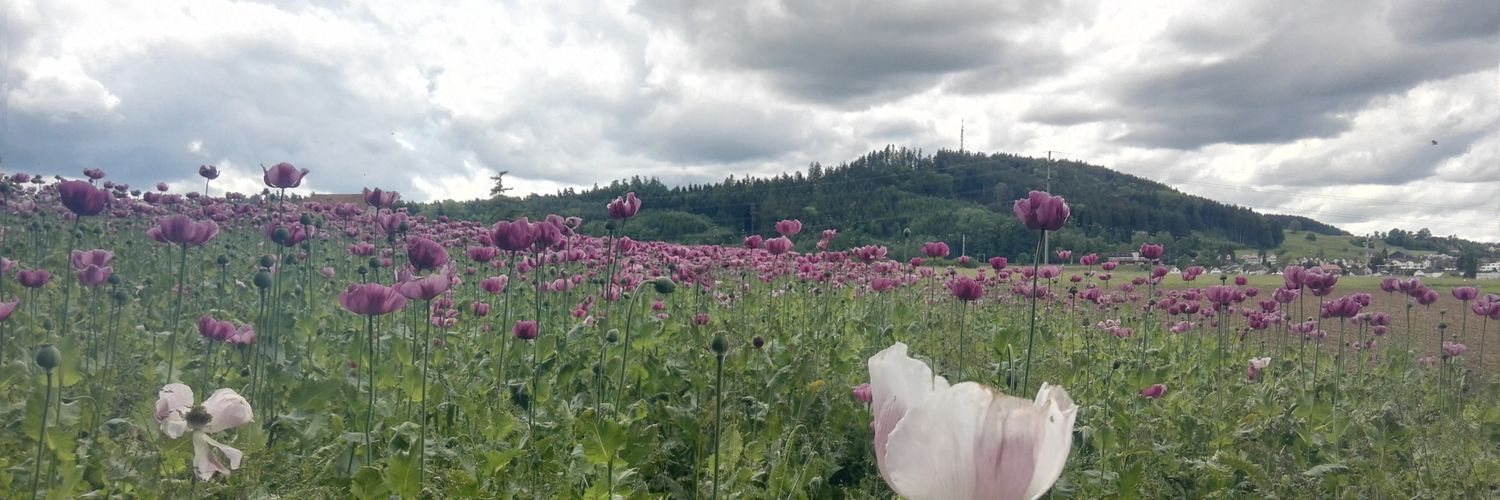 Michael Hasler banner