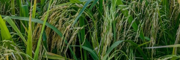 xmasnpc Profile Banner