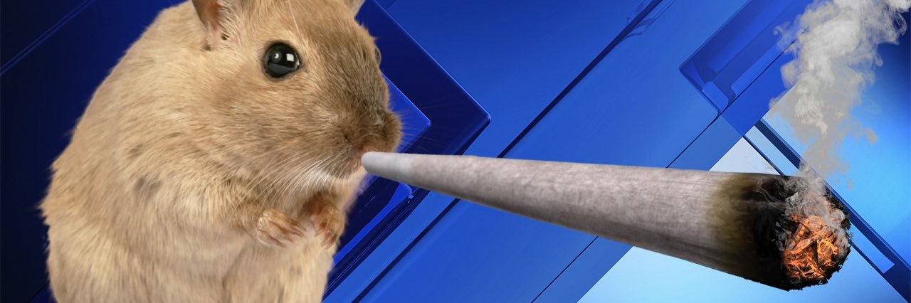 baraelsblade's profile banner image
