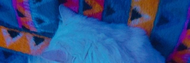 IamPoojaDutt's profile banner image