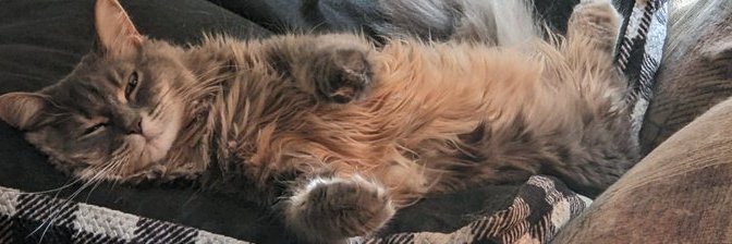 Ranting Monkey banner