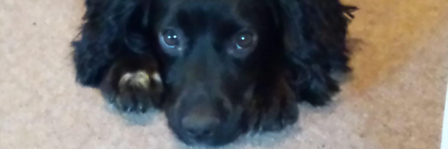 Gormo84's profile banner image