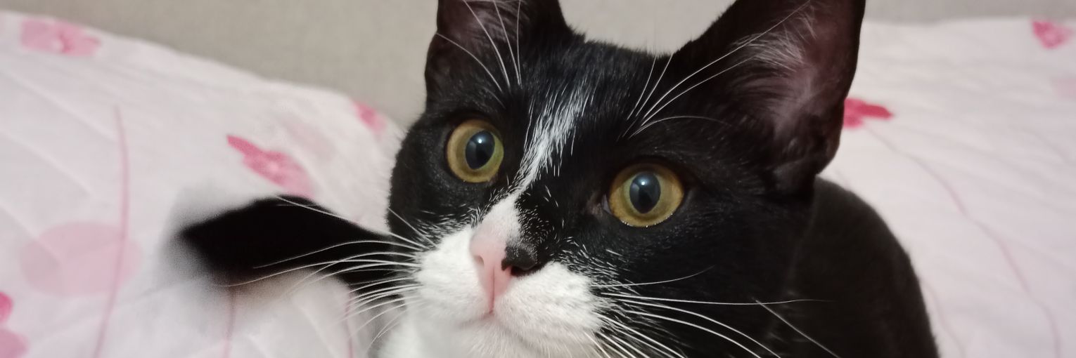 zezejoem's profile banner image