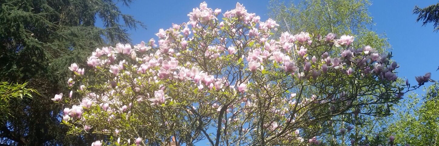 Jacqueline Isabelle Forien banner