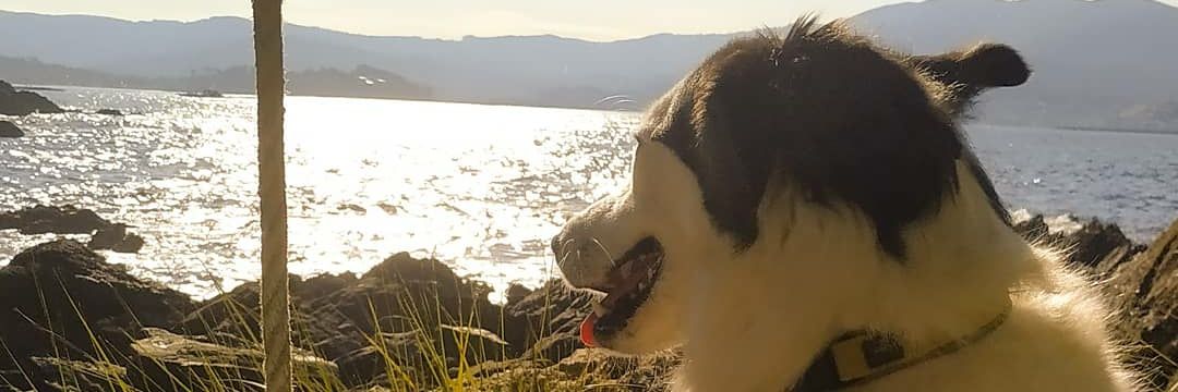 𝕗𝕔𝕧 🏴󠁧󠁢󠁳󠁣󠁴󠁿 banner