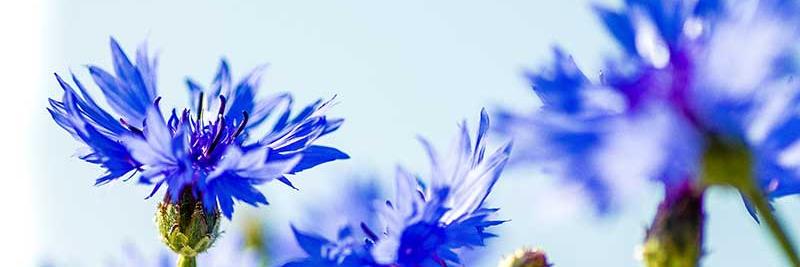 Fredrik Sjögren banner