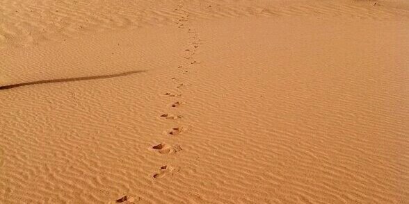 محمد العثيم banner