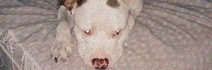 _taldowell's profile banner image