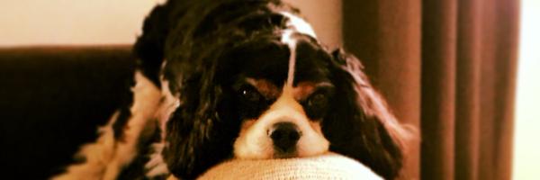 cpeluso Profile Banner